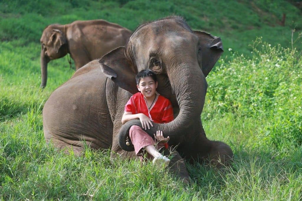 Elephant Café Elfin Farm + Chiangmai Night Safari