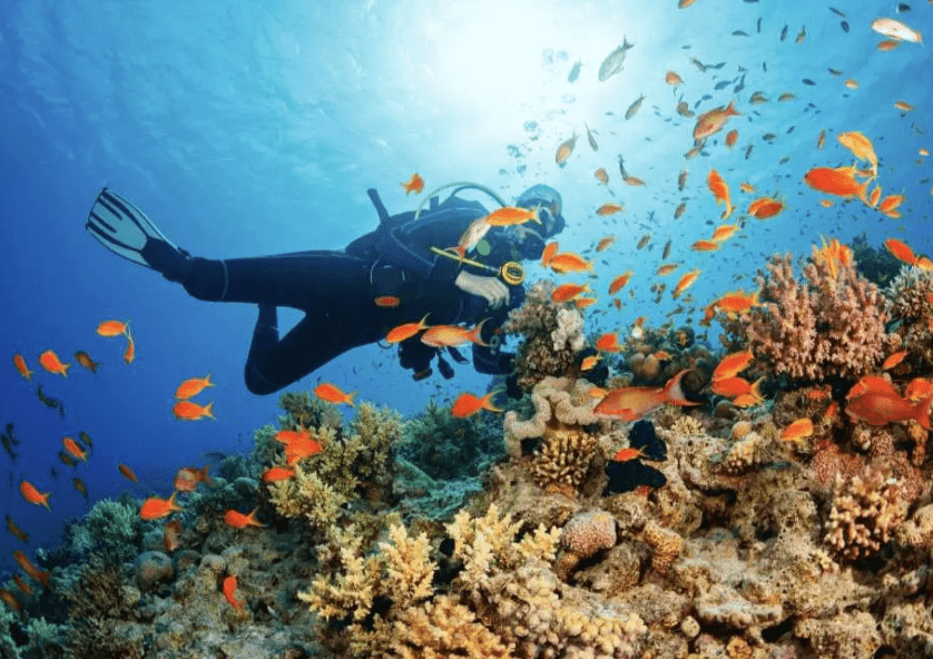 ดำน้ำลึกหรือดำน้ำตื้นครั้งแรกกับ Manta Marina | พัทยา ทริปเที่ยว และเดย์ทริป
