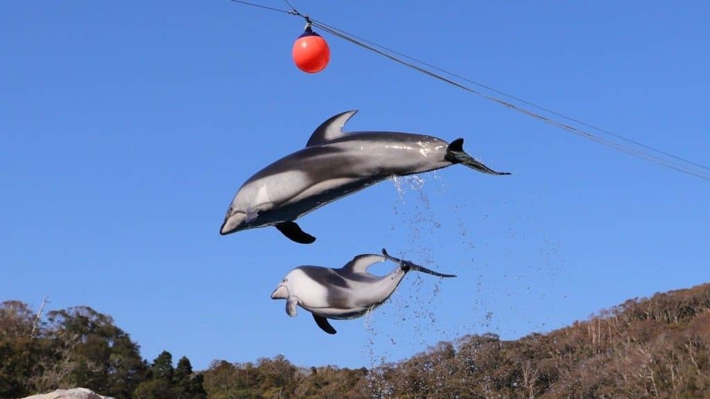 Shimoda Underwater Aquarium E-Ticket (Valid for 90 days)