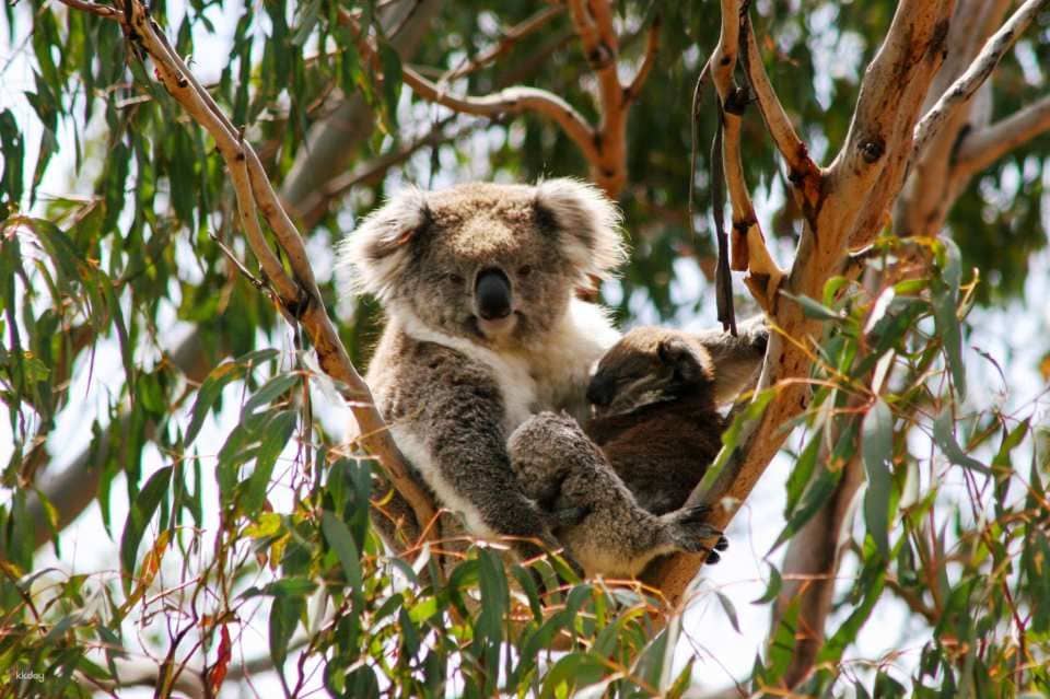 [ทัวร์เชิงนิเวศ] ตั๋วรายบุคคลและแบบคอมโบ Phillip Island Nature Parks: 3 Parks Pass | เมลเบิร์น