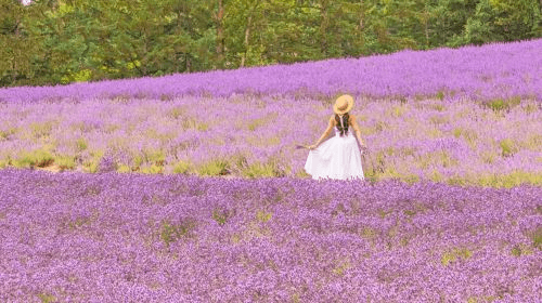 ทัวร์ทริปฮอกไกโด (1-Day Tour in Hokkaido) ทริปเที่ยว และเดย์ทริป