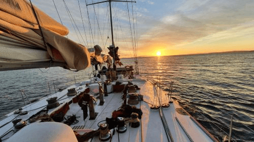 Auckland Whale & Dolphin Tour Trips and Day Trips