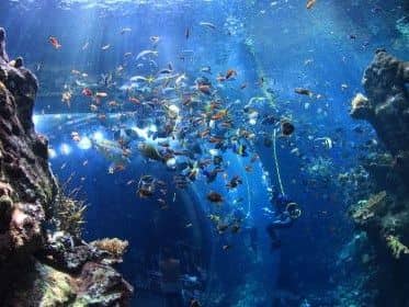California Academy of Sciences