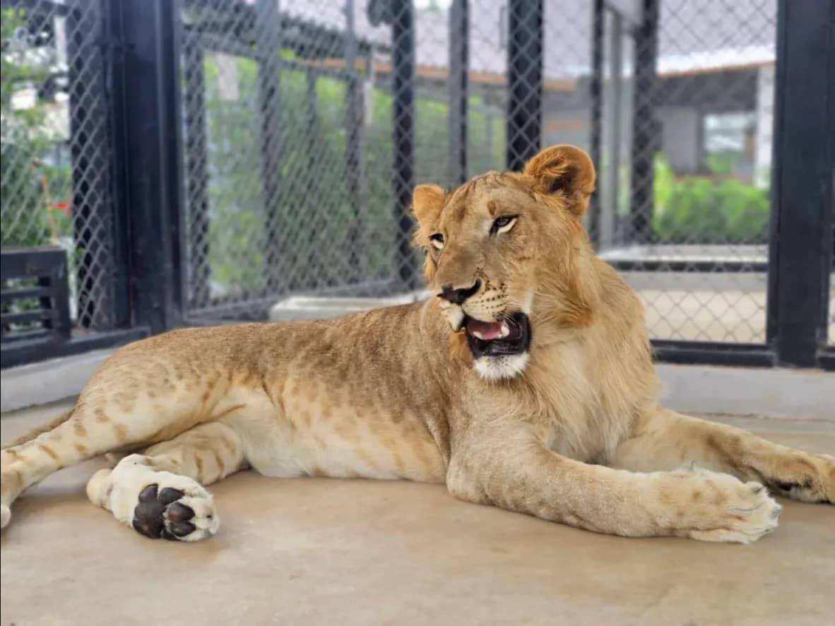 บัตรเข้าชม Lion Land Phuket