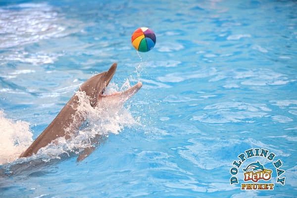บัตรเข้าชมการแสดงโลมา Dolphins Bay Phuket (สำหรับชาวต่างชาติ)