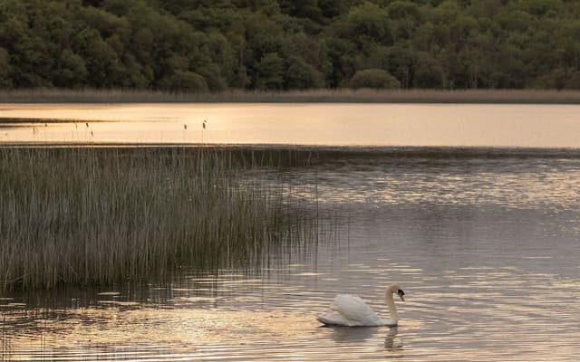 Luxury Double or Twin Room, Lake View (Lodge)