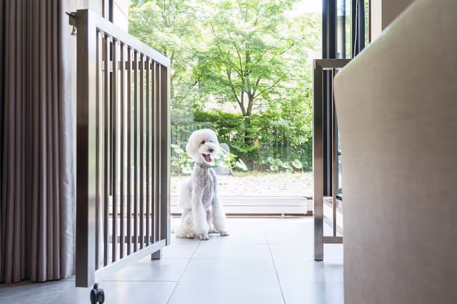 Deluxe Room, 2 Twin Beds (Dog Friendly)