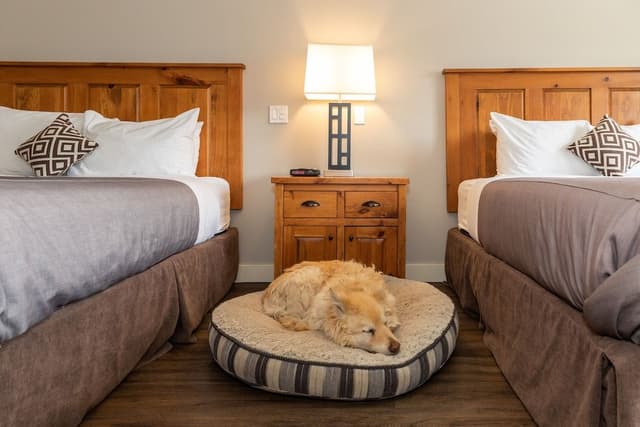 Standard Room, 2 Queen Beds (Pet Friendly)