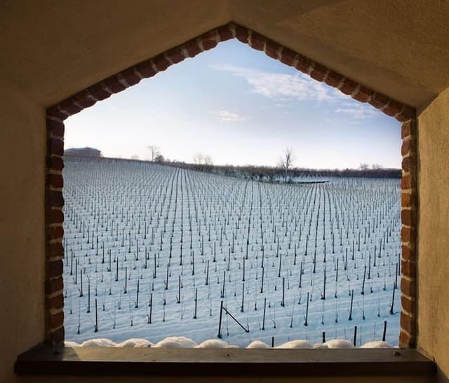 Junior Suite, Vineyard View