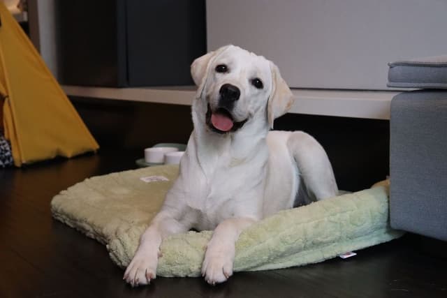 Room, 1 King Bed (Essential Outdr Lvng Area Pet Frndly)