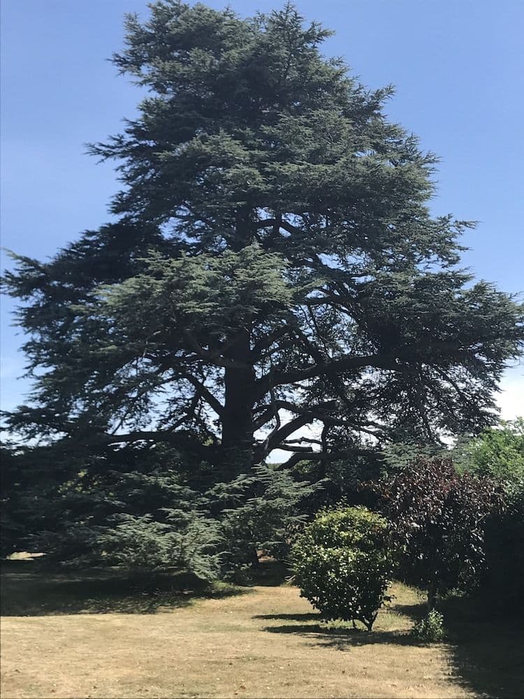 Cedar House