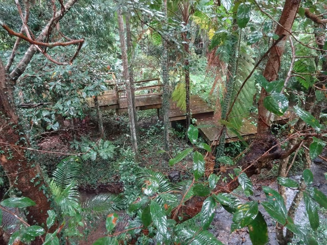 Dreamtime: Rainforest Treehouse