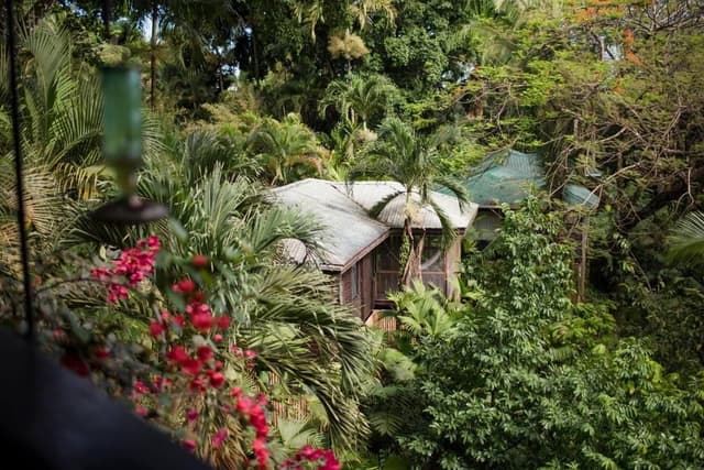 Double Queen Jungle Suite