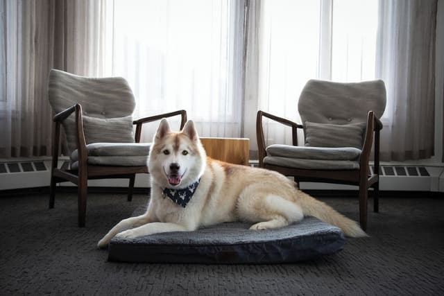 Standard Room, 2 Queen Beds Pet Friendly