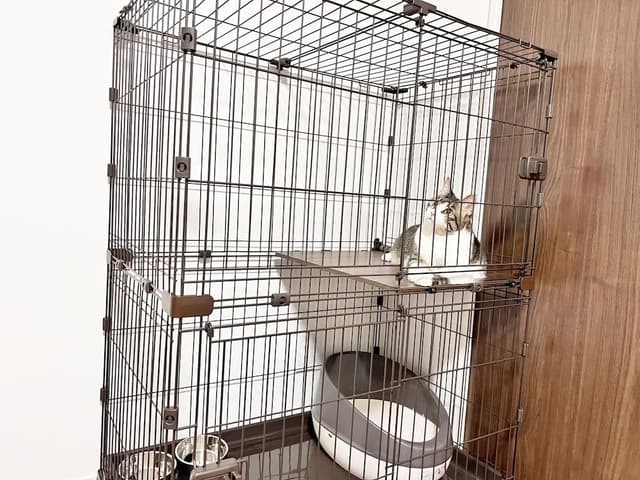 Condo, 2 Double beds, Non Smoking (2 Pets allowed)