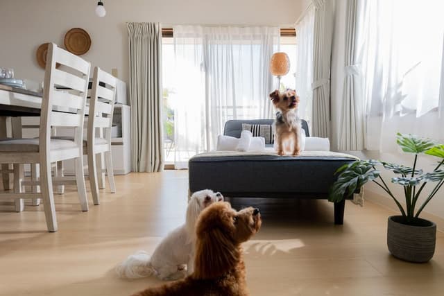 502, Only Small Dogs Are Allowed