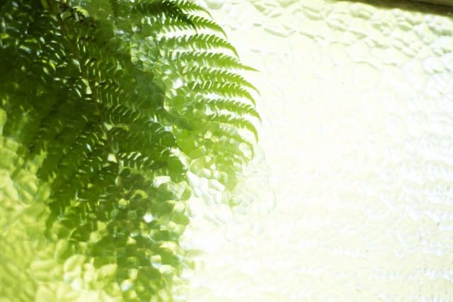 Fig Tree Retro Studio (Pets welcome)