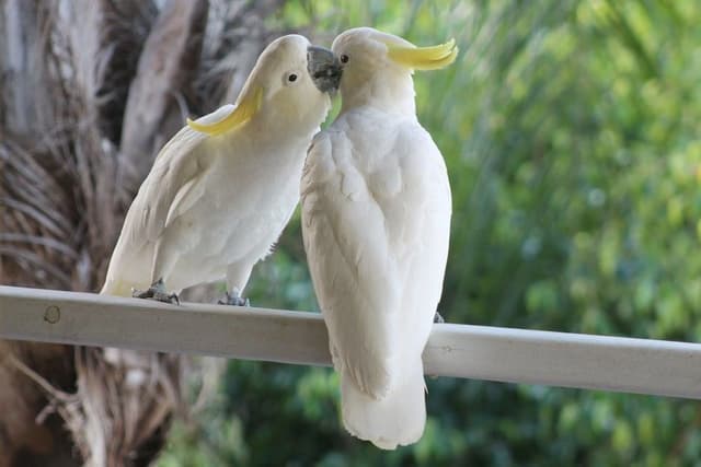 Cockatoo Cabin