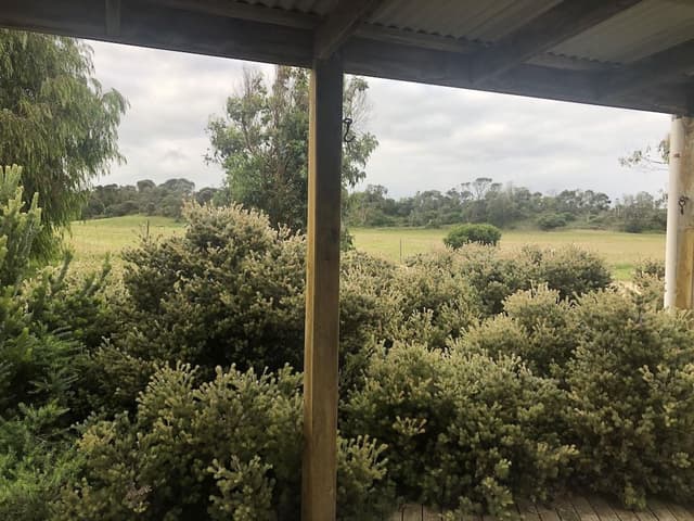 Waratah