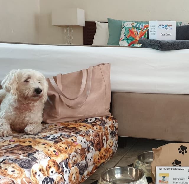 Pet Friendly Queen Room