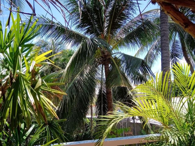 Family Quadruple Room (Coconut Kiss)