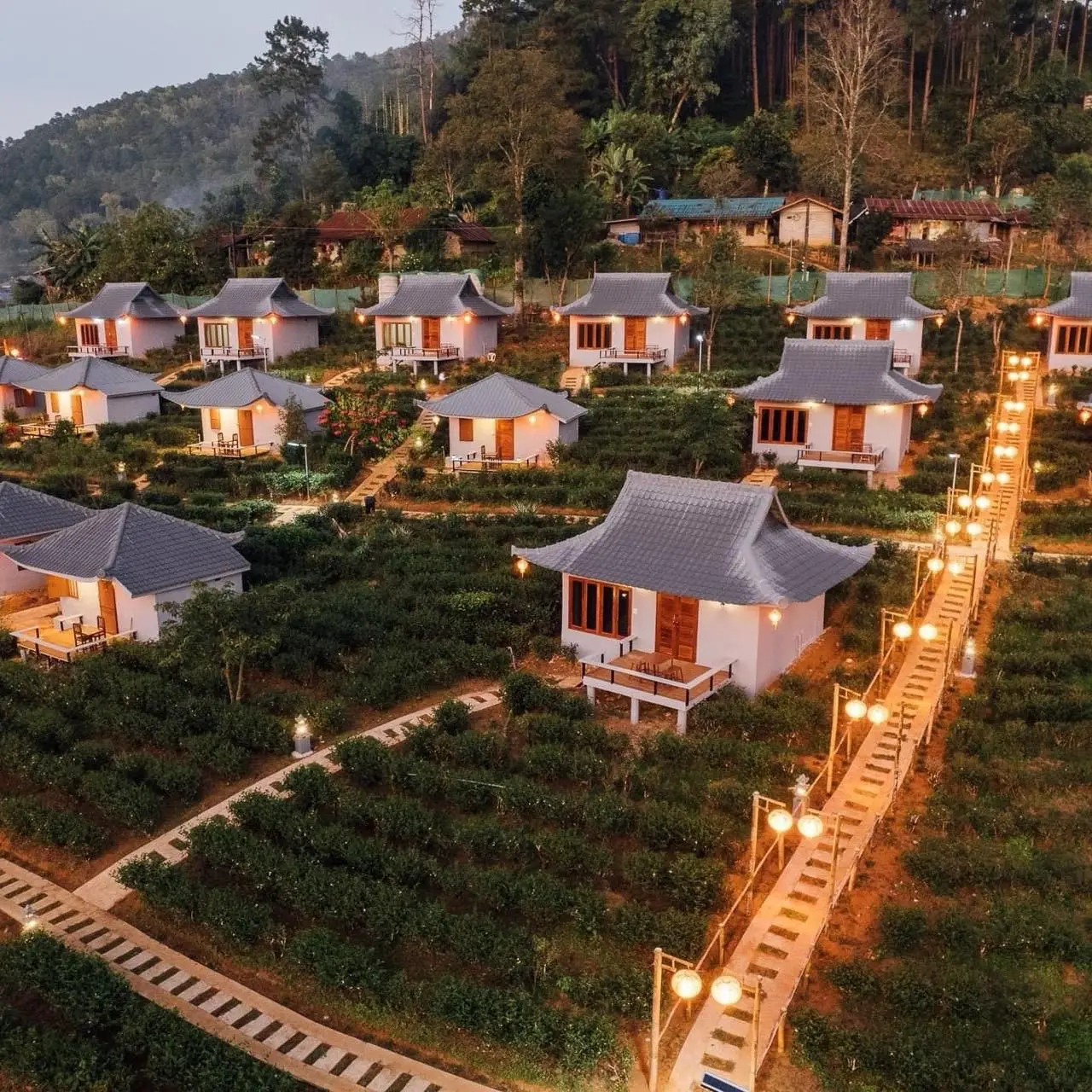 ไร่ชาเฉินฟงรีสอร์ท บ้านรักไทย ไร่ชาเฉินฟงรีสอร์ท บ้านรักไทย