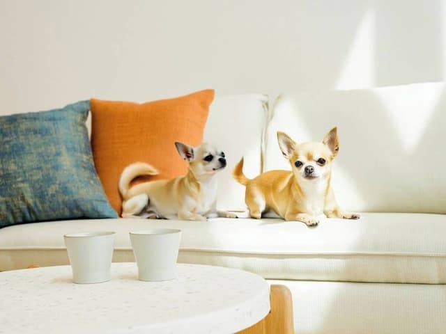 Rakuten STAY VILLA Yatsugatake 104-[Dog-friendly]Family Room, Non Smoking