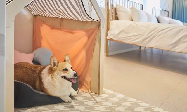 PHIPHI PET