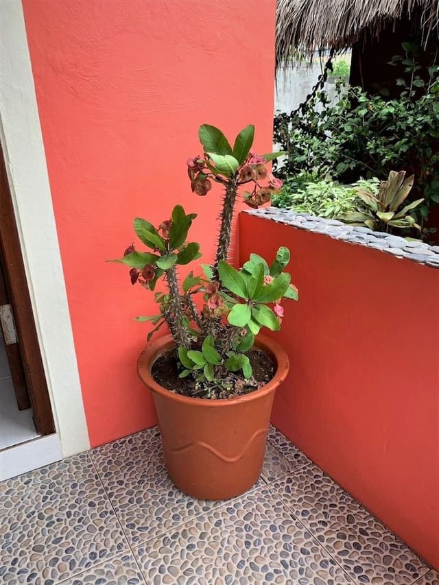 Deluxe Cottage, 1 Bedroom, Garden View