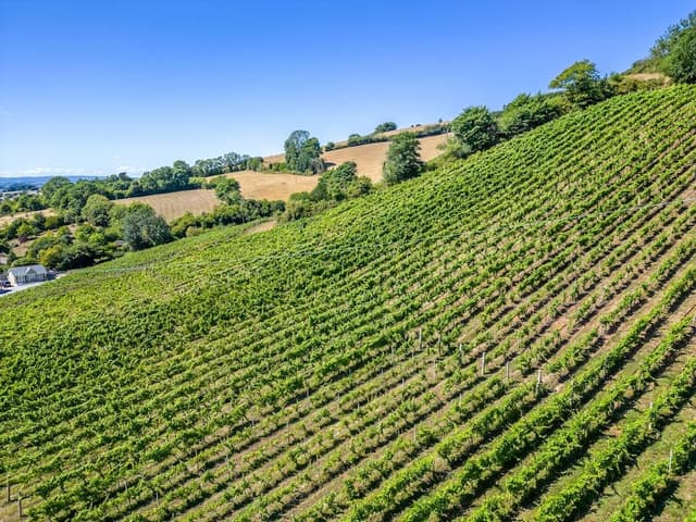 Standard Cottage, Private Bathroom, Vineyard View (No Pets )