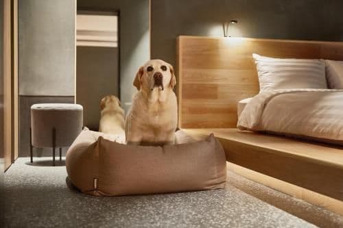 Sonobell Tower D Suite - Pet - Friendly