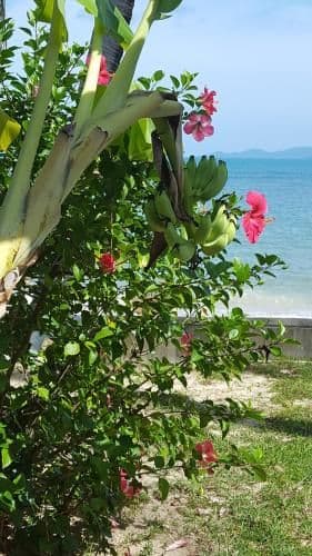 Deluxe Bungalow Beach Front