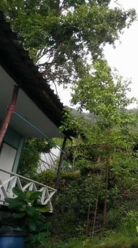 Bungalow