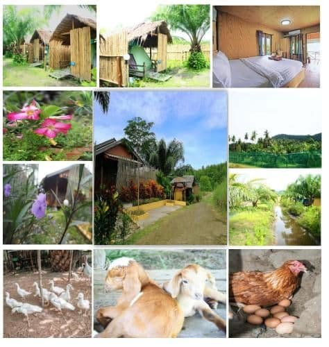 YaoIsland Resort and Farm