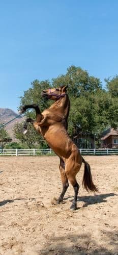 Chaowanat Horse Farm Resort Chaowanat Horse Farm Resort