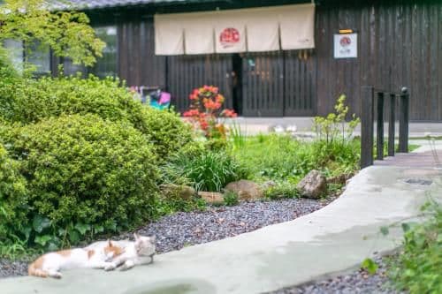 Standard Japanese Western Style Room - Annex (Pet friendly)