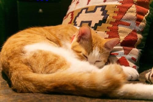 Standard Japanese Western Style Room - Annex (Pet friendly)