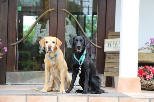 Quadruple Room - Pet Friendly