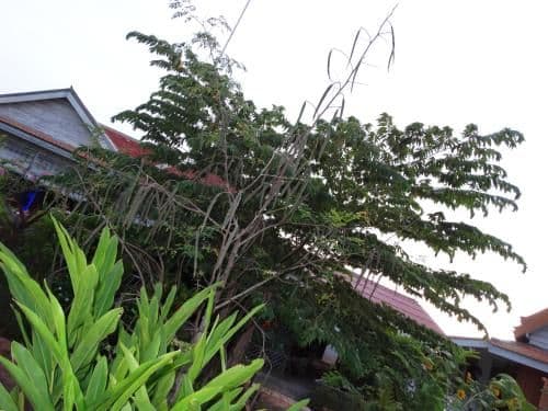 Deluxe Bungalow with Garden View