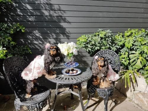 Queen Room - Pet Friendly