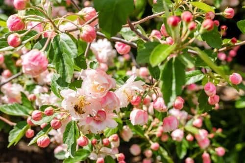 Apple Blossom Cottage