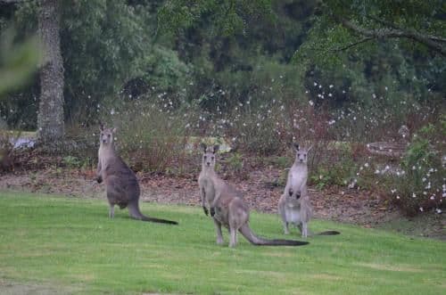 Lyrebird Lodge