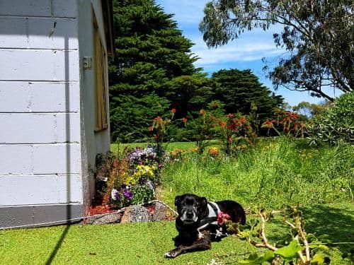 Pet Friendly - King Bed Cottage with Garden View