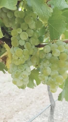 Semillon Cottage