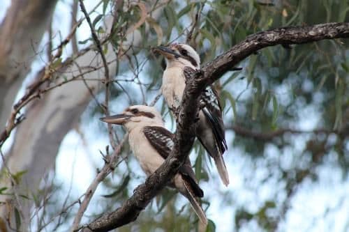 Two-Bedroom Apartment - Kookaburra