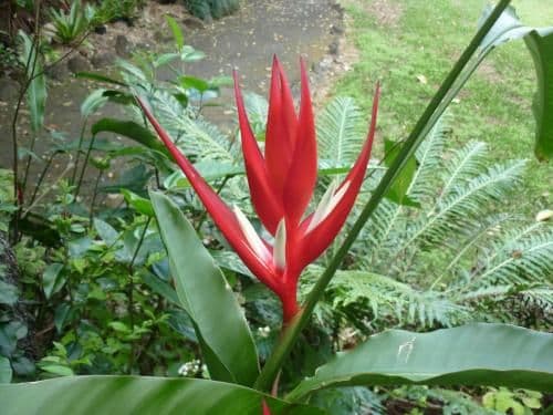 One-Bedroom Cottage - Rainforest Cottage (2 Adults)