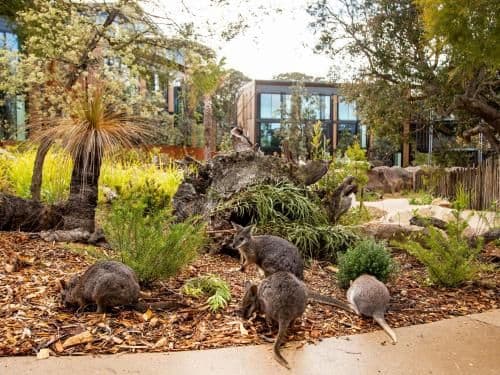Animal View Room - Breakfast, 3 Course Dinner, Tours & Zoo Admission