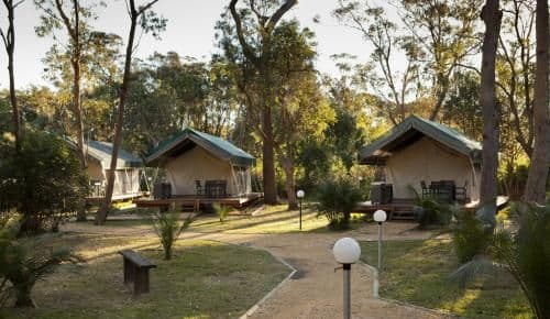 Safari Palm Tent