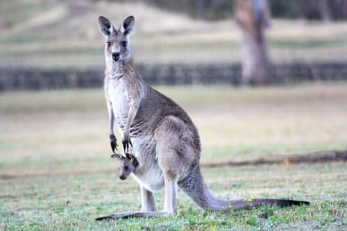 Apartment with Mountain View