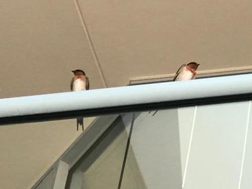 Deluxe Single Room with Balcony